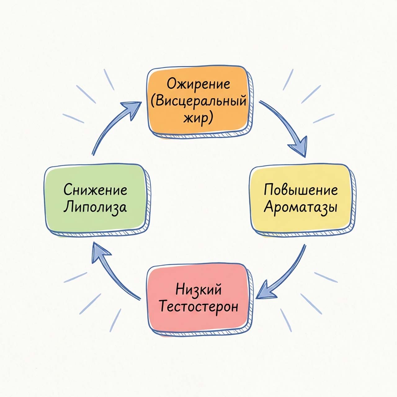Ожирение и дефицит тестостерона